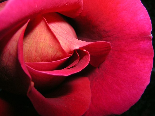 Sensation Play - Photo of a red rose